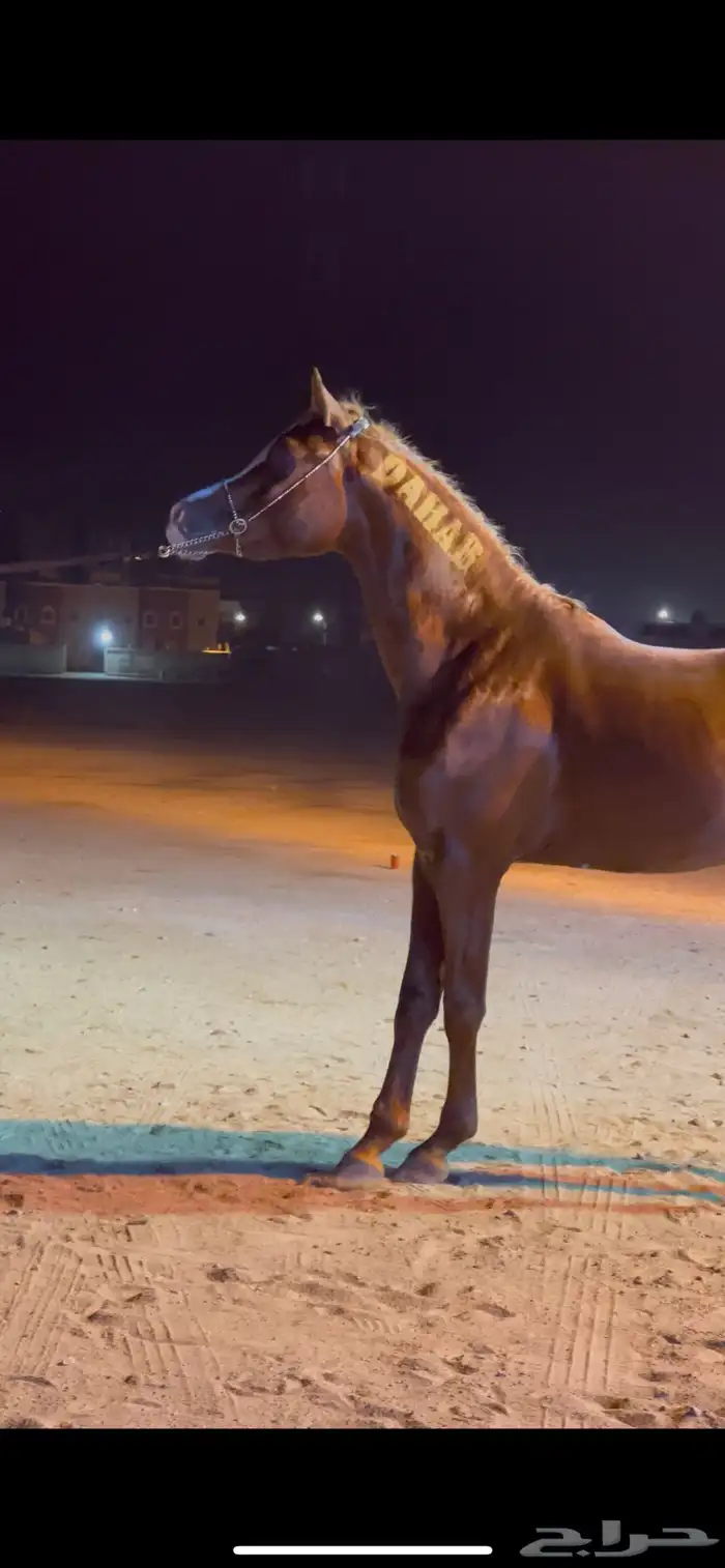 حصان واهو للبيع 2