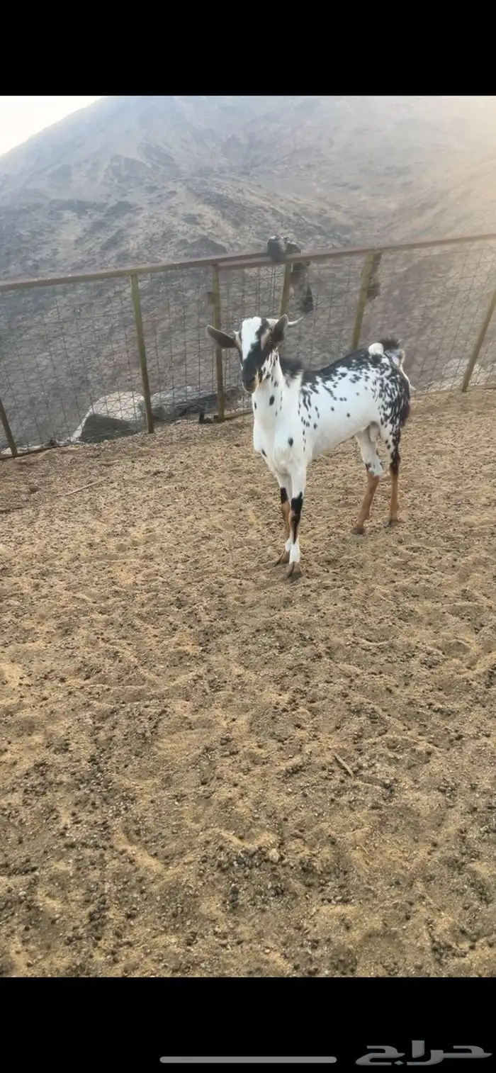 تيس بيشي فحل للبيع 0