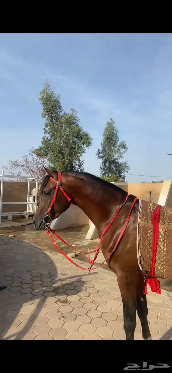 مهر معسوف وشيخ 1