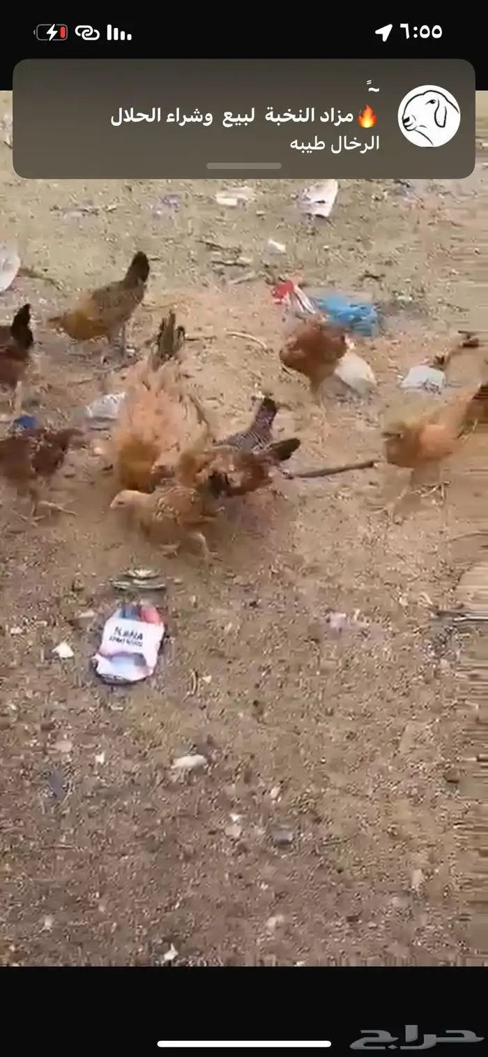 دجاجه بعيالها 0