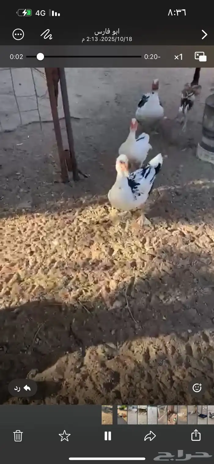 دجاج باكستاني وبط مصري 3