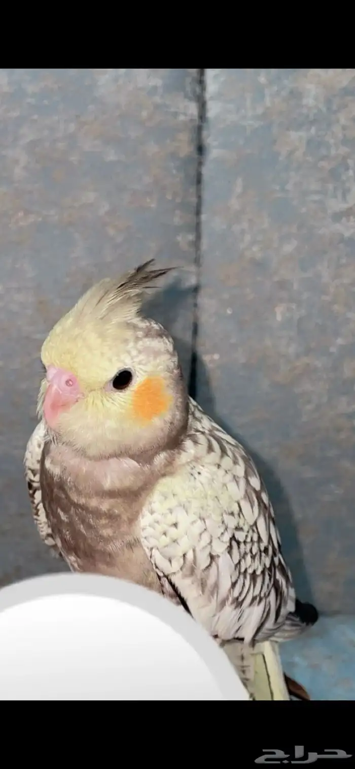 للبيع كروان انثى 0