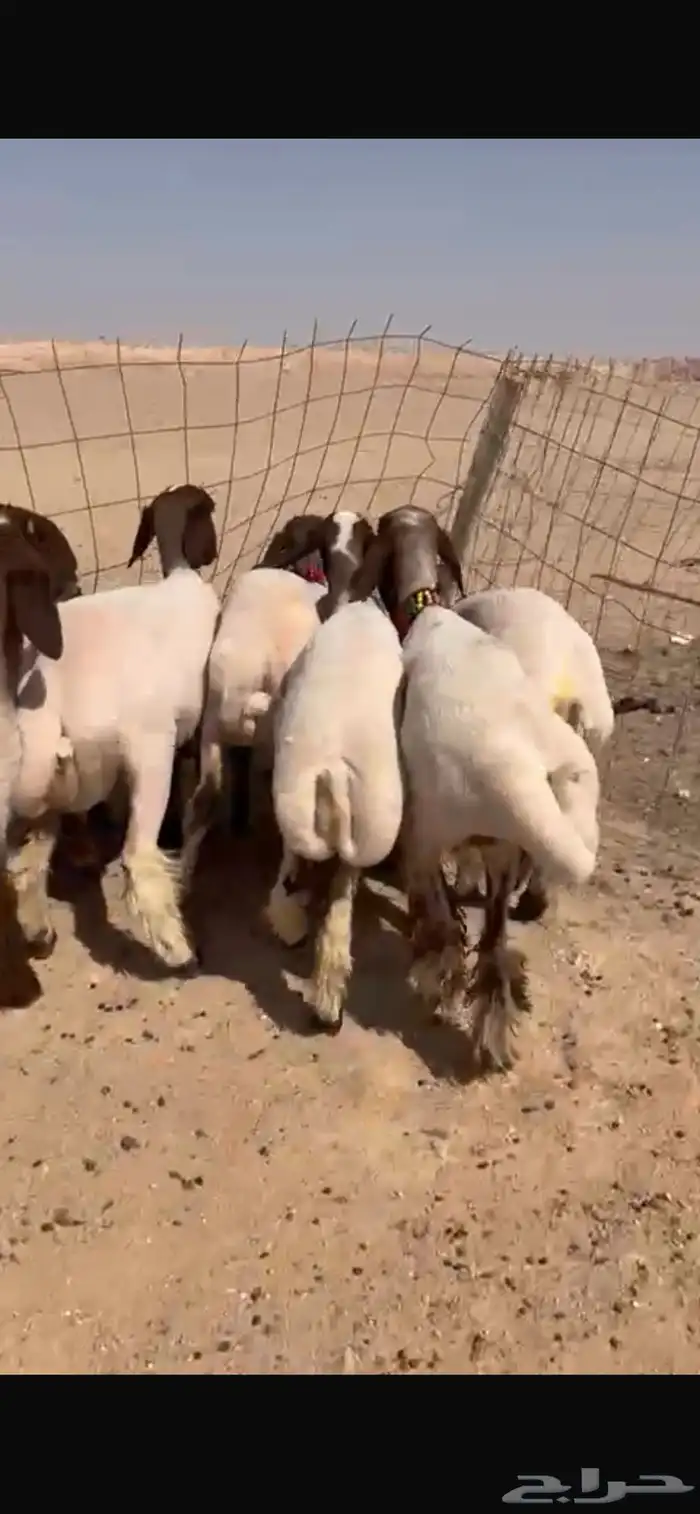 للبيع جذعات نعيم مضاريع 1