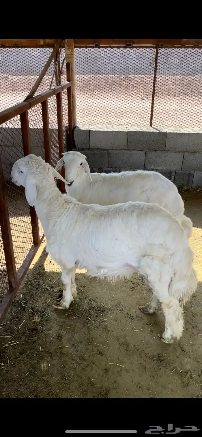طليان مقفله شحم للبيع 1