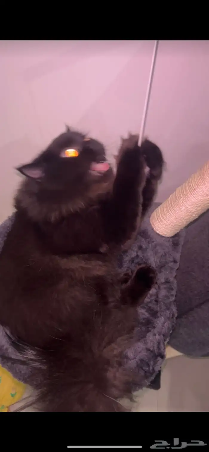 قطة للتبني العاجل 8