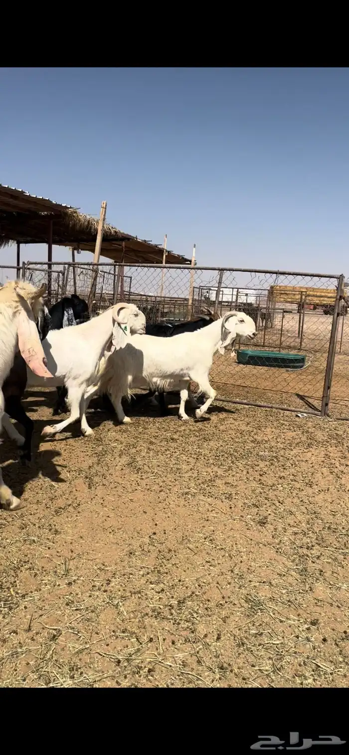 معزا مطورات مضاريع جروم تبارك الله 5