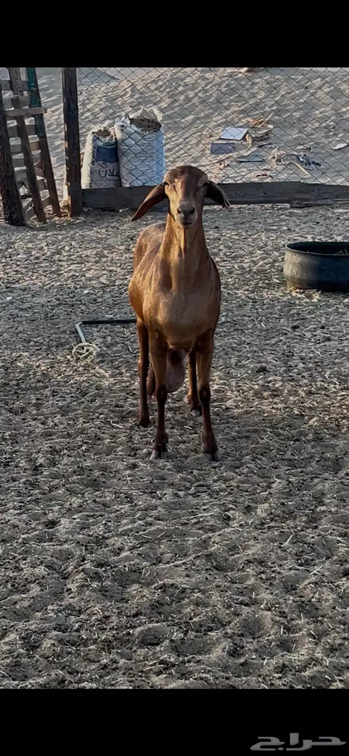 نعجه سواكنيه دافع 2
