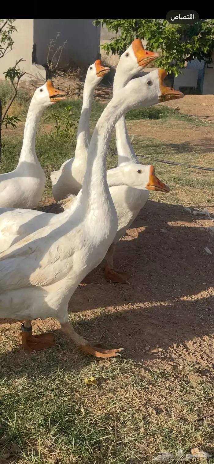 وز بلغاري اصل 0