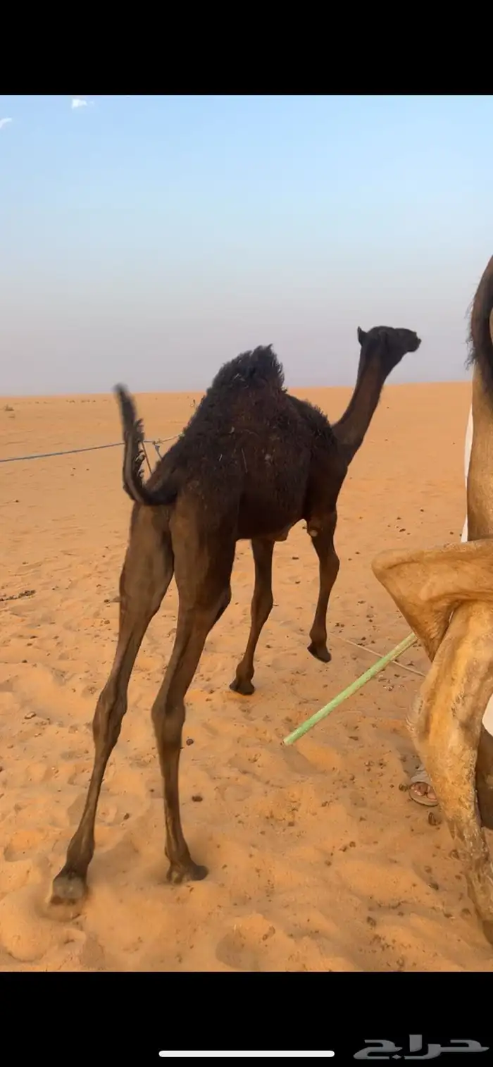 بكره للبيع قصب 4