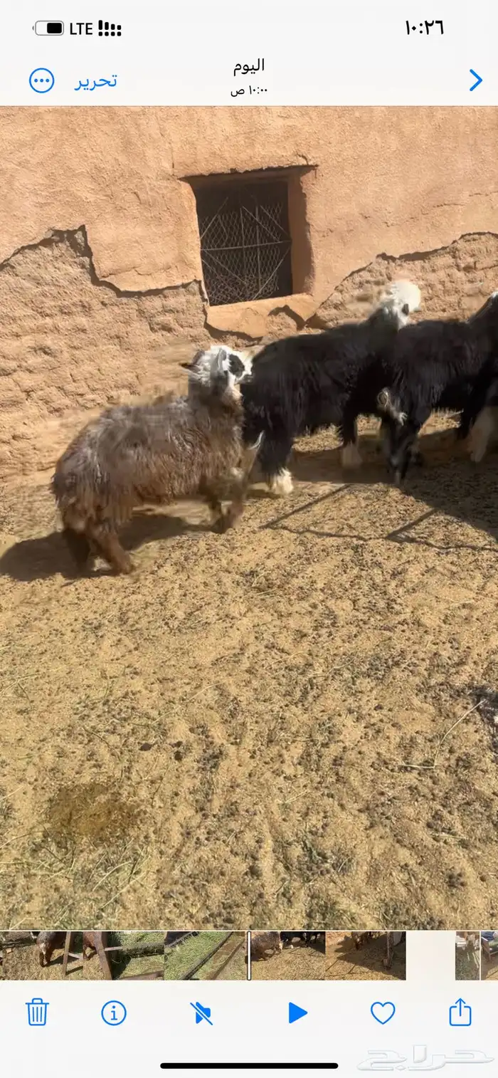 خرفان و رخال و تيس 1