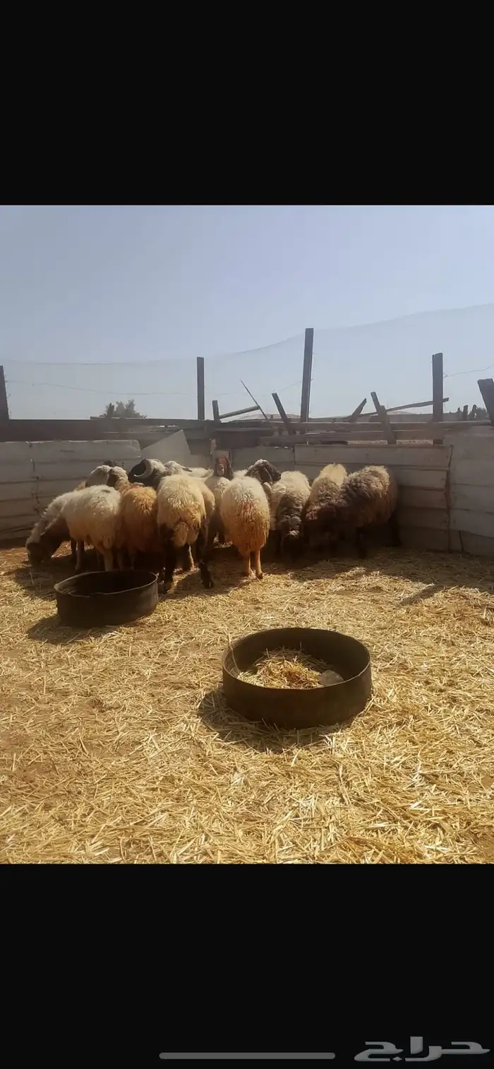 ( تم البيع ) نعاج نعيم مضاريع ودفيع 2