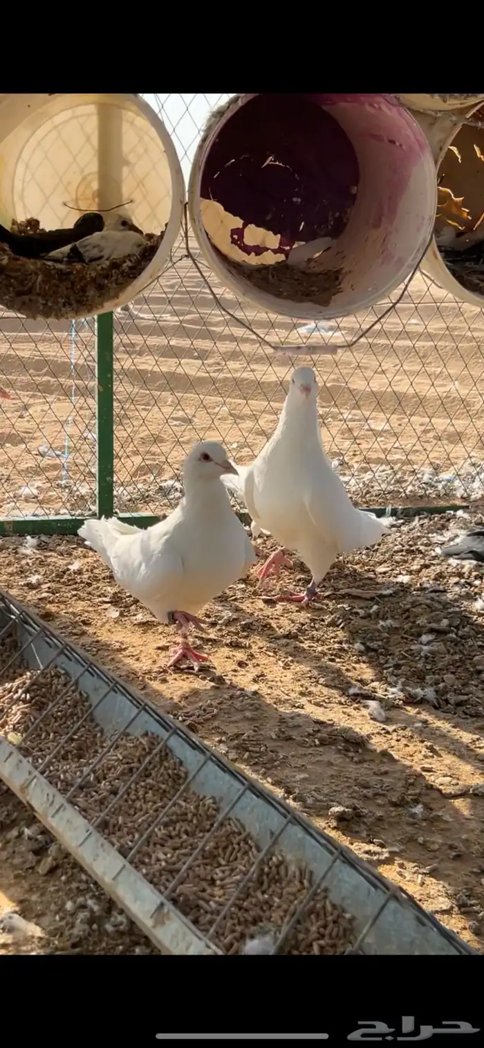 الخرج 0