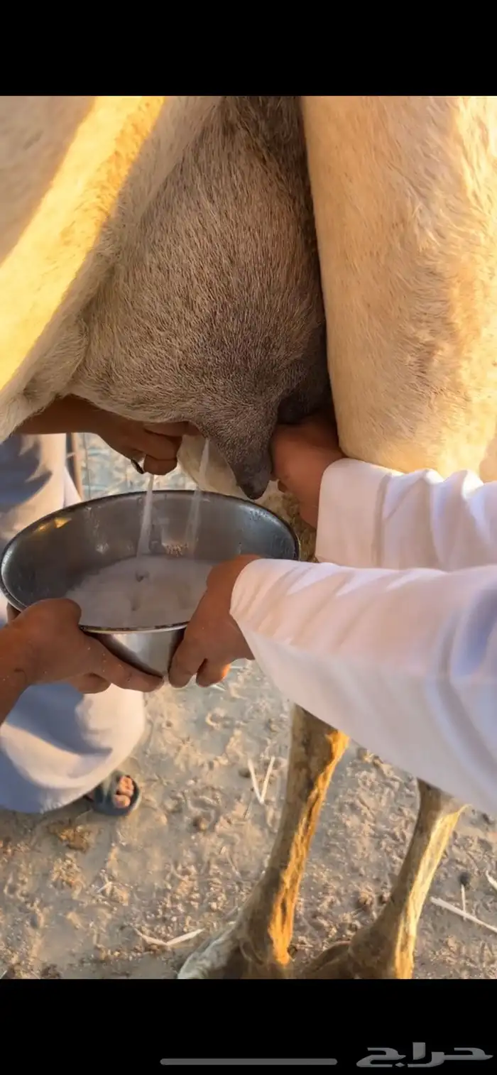 خلفه مصغرا وضحا حليبها كنه السكر 1