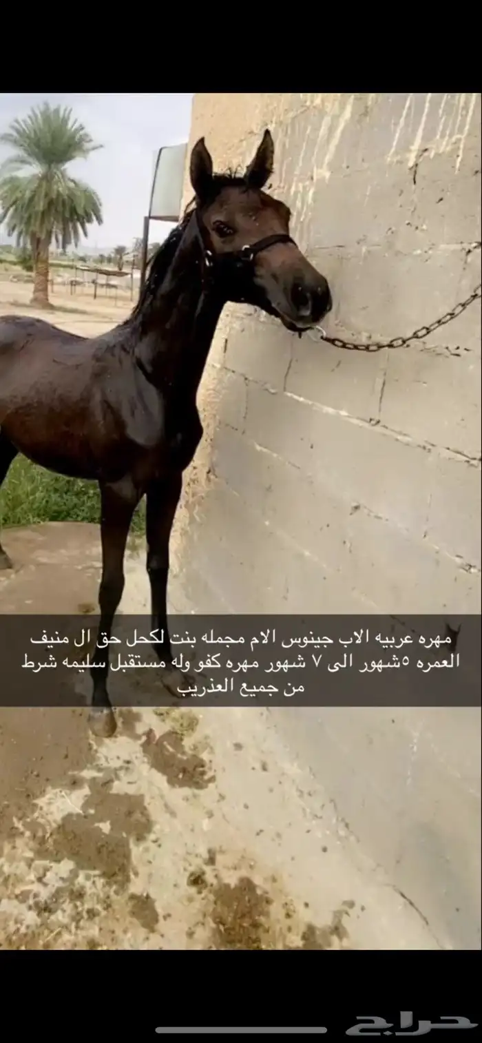 مهره كفو فوق الكفو 0