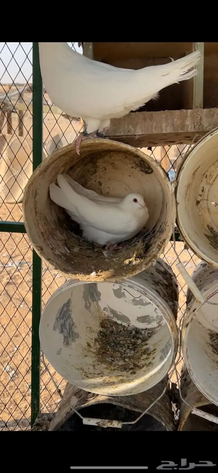 الخرج 4