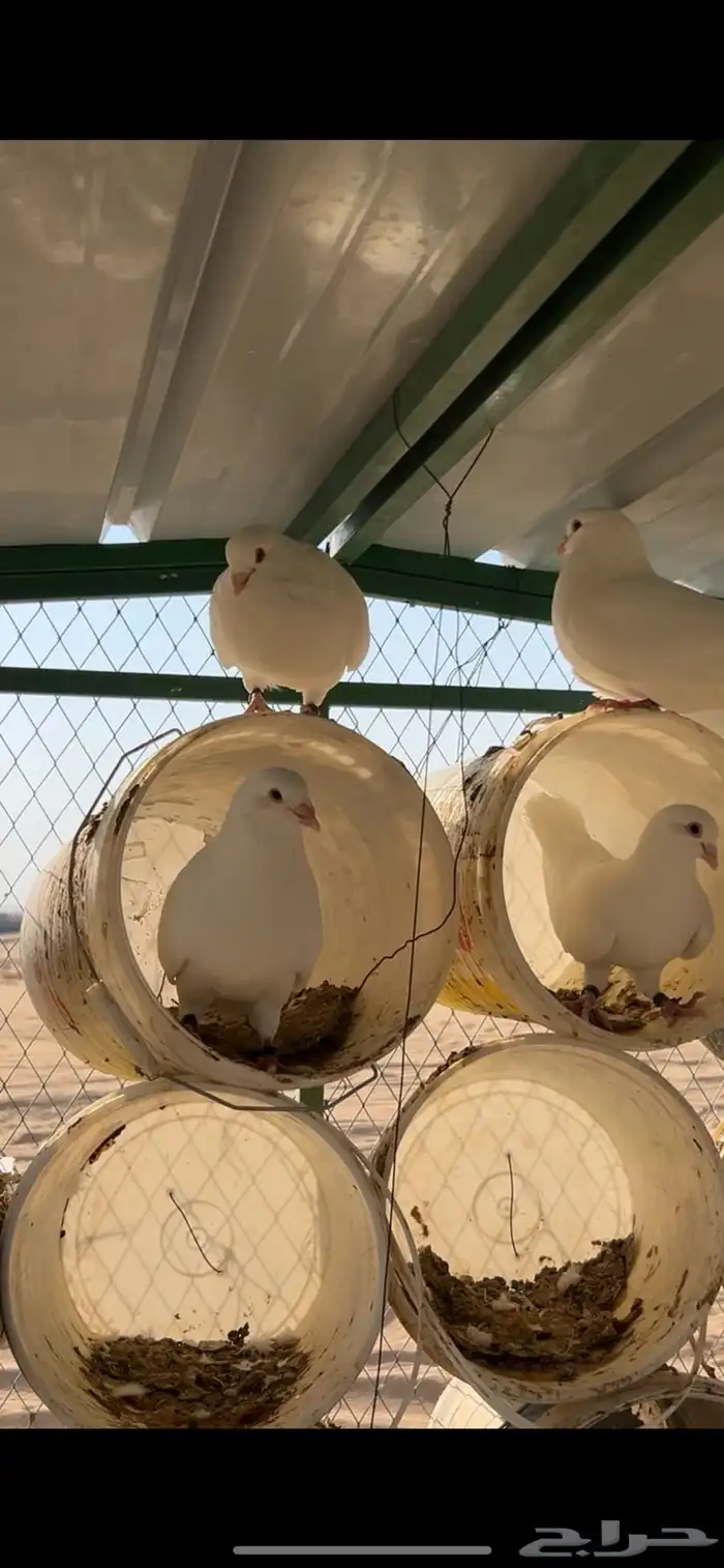 الخرج 1