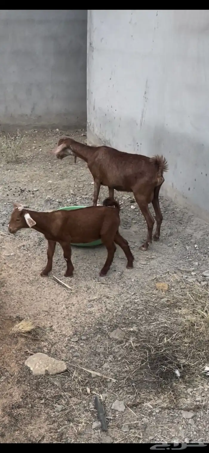 عنز معها تيس 1