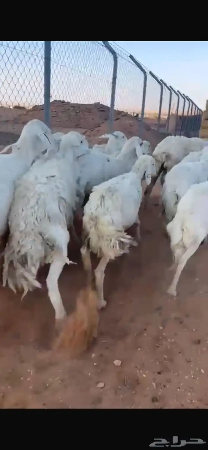 للبيع شياه حريات 2