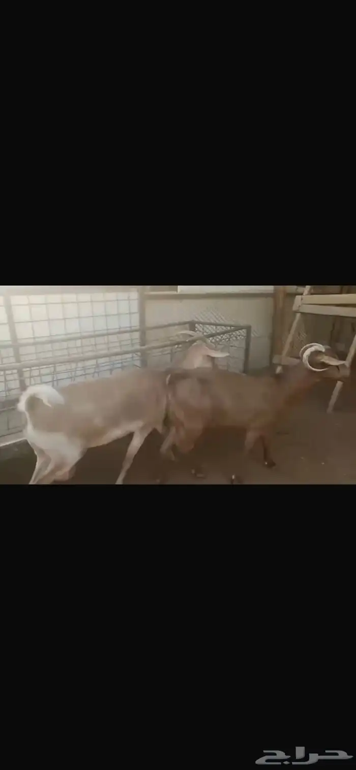 معزا جنوبيه 0