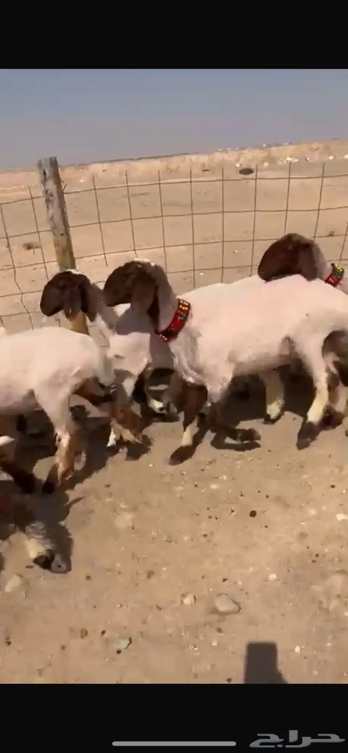 للبيع جذعات نعيم مضاريع 3