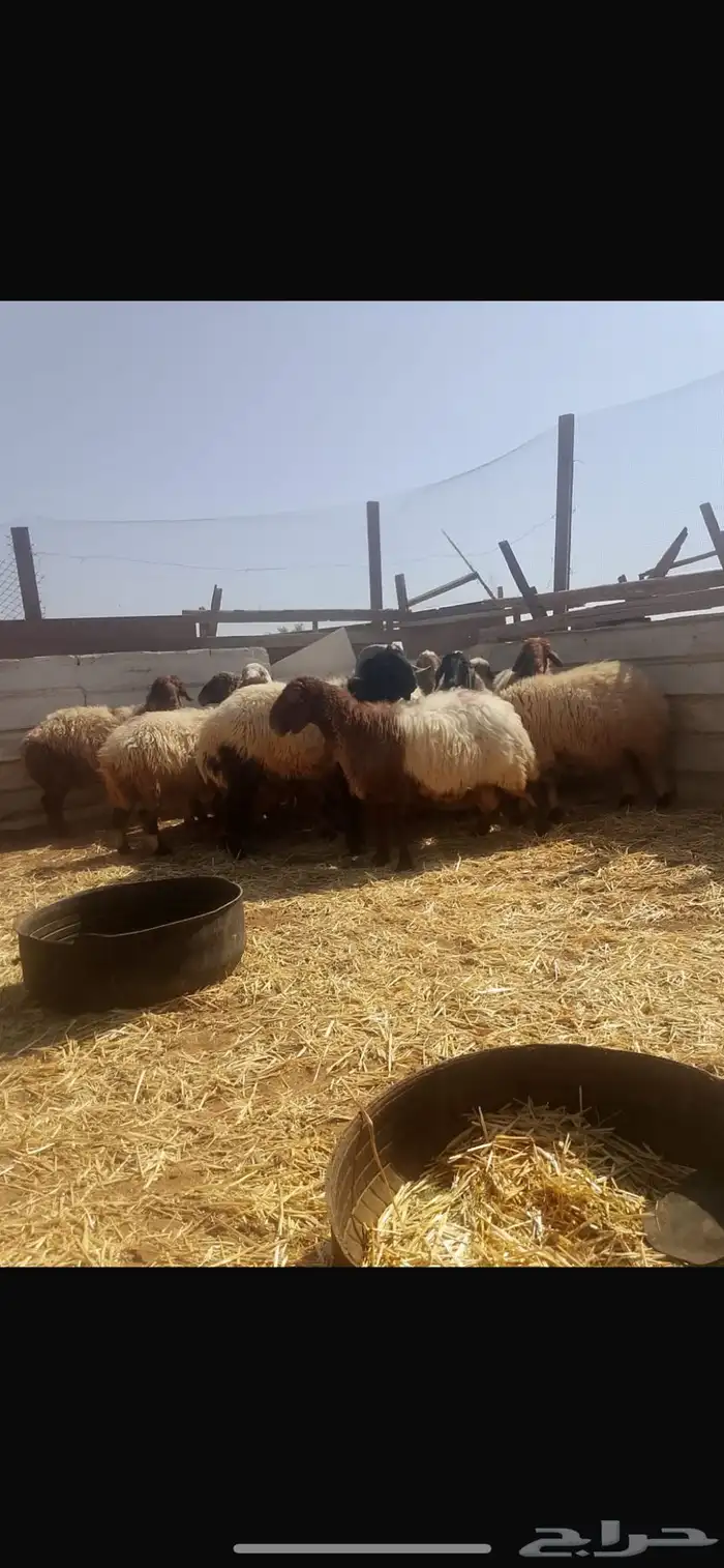 ( تم البيع ) نعاج نعيم مضاريع ودفيع 4