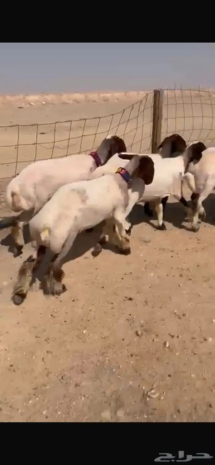 للبيع جذعات نعيم مضاريع 2