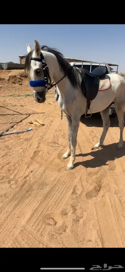 مطلوب حصان 0