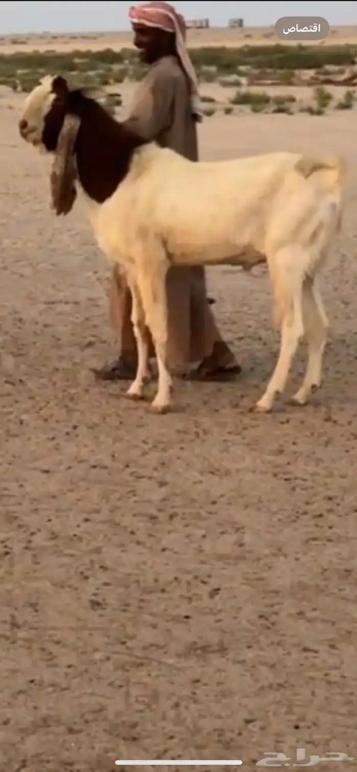 تيس فاخر للبيع 4