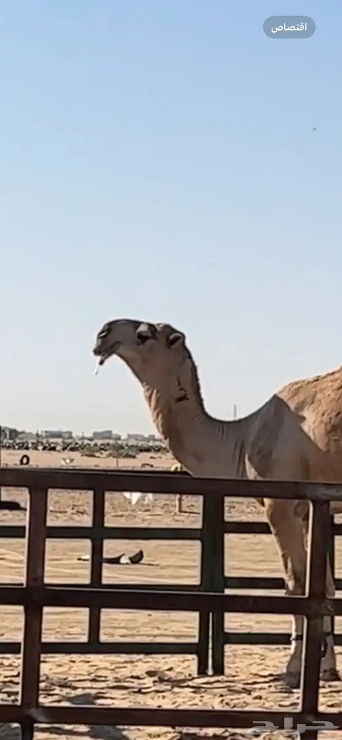 قعود اصفر مفرود كفووو تمامي فحل عمره سنه و 7 اشهر 0