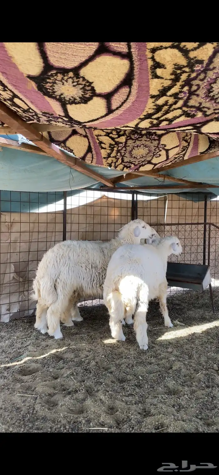 خرفان ذبايح مقفله 1