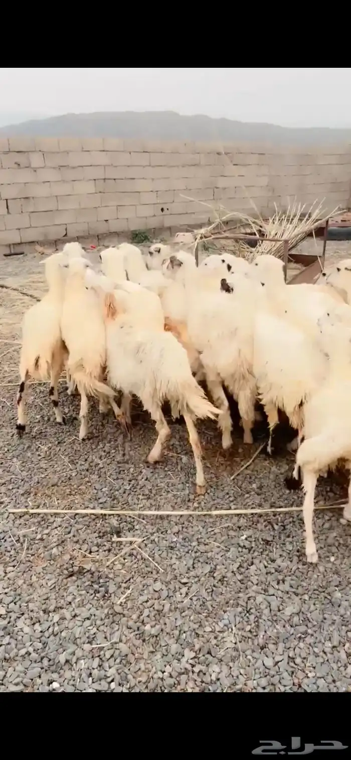 رخال مقاني محايل عسير 2