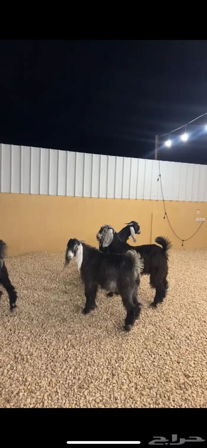 تيوس مخاصي 0