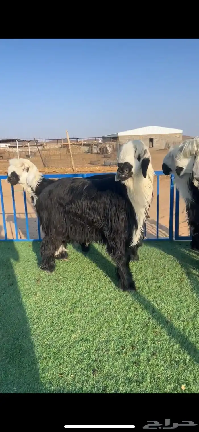 طليان صنف نجد دغم مشاريع 1