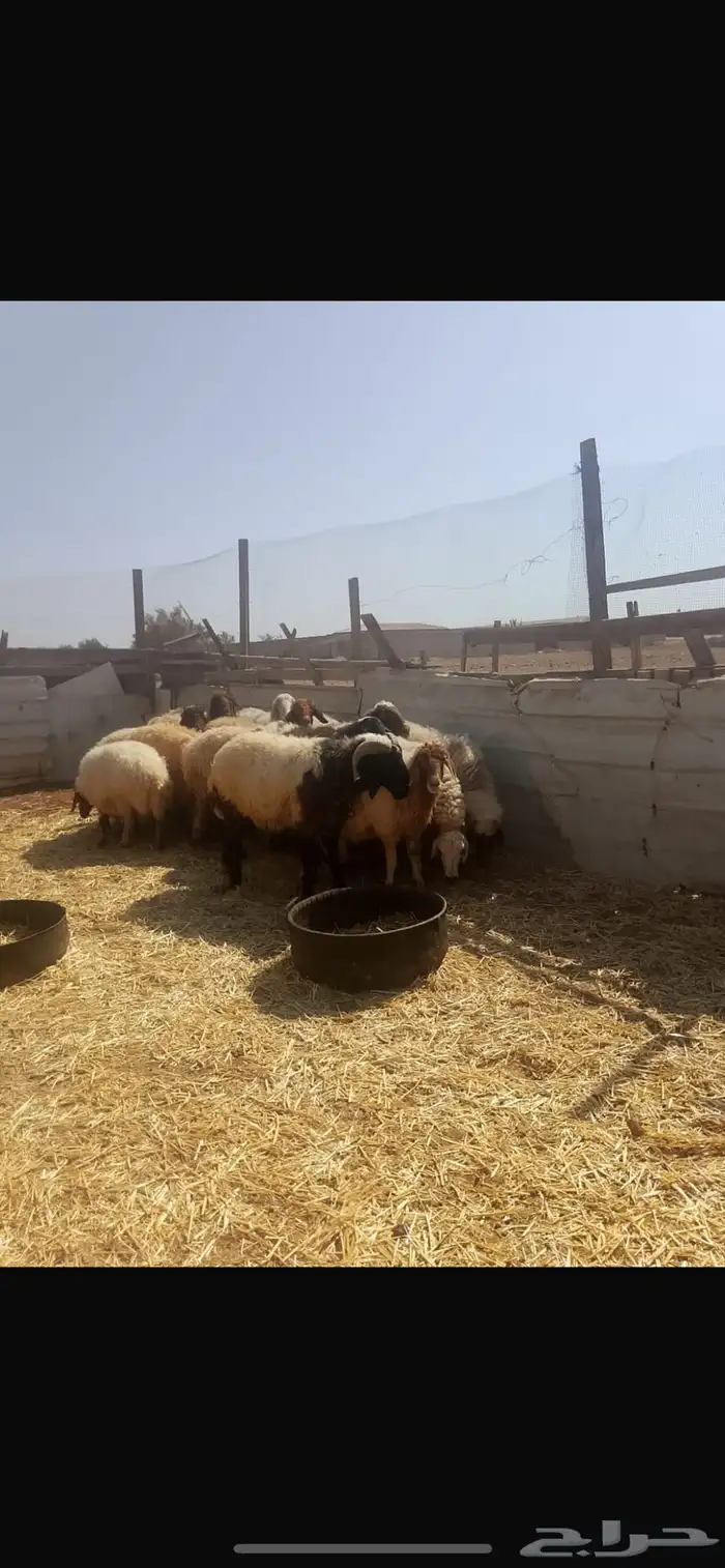 ( تم البيع ) نعاج نعيم مضاريع ودفيع 1