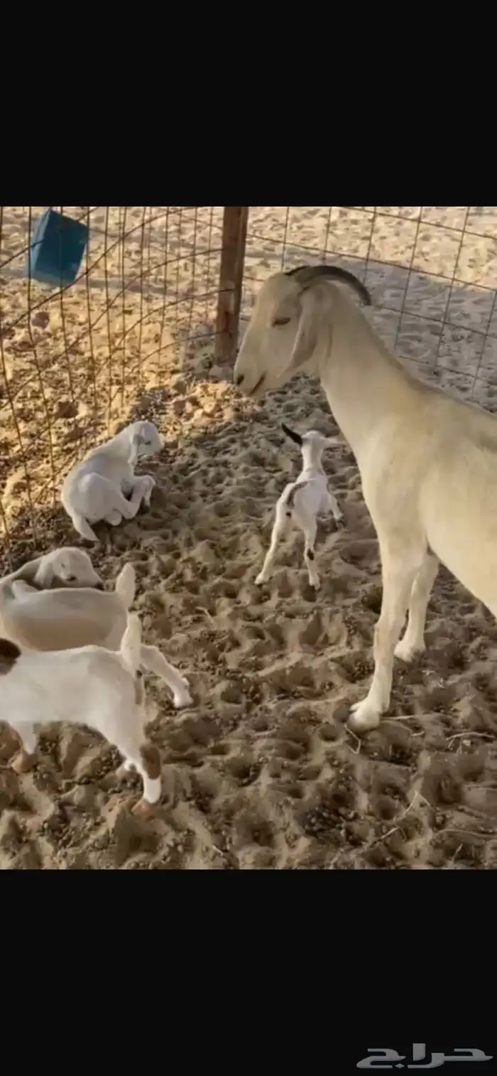للبيع معزا مواليد 3 تحتها 7 0