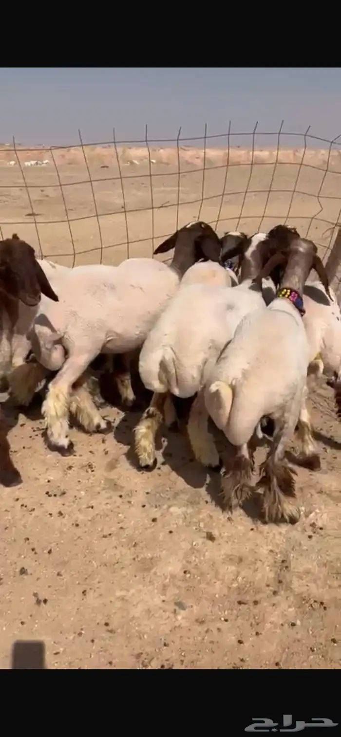 للبيع جذعات نعيم مضاريع 0