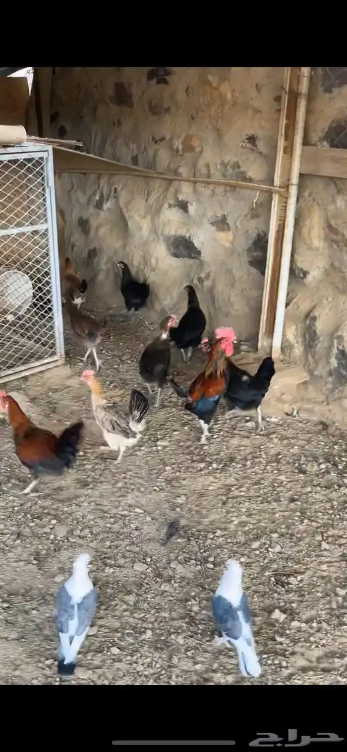 ديكه 1