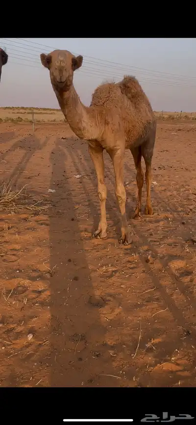للبيع القعود الكفو 0