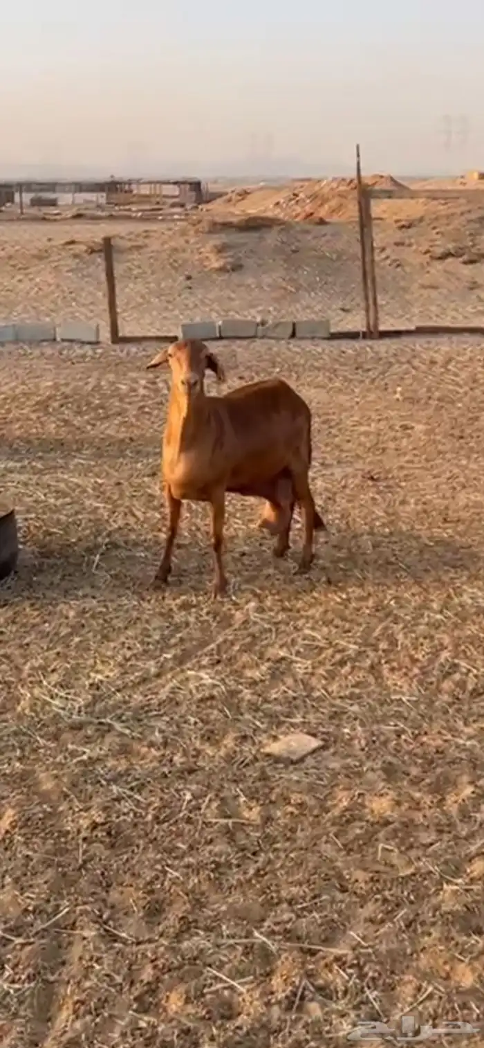 نعجه سواكنيه دافع 0
