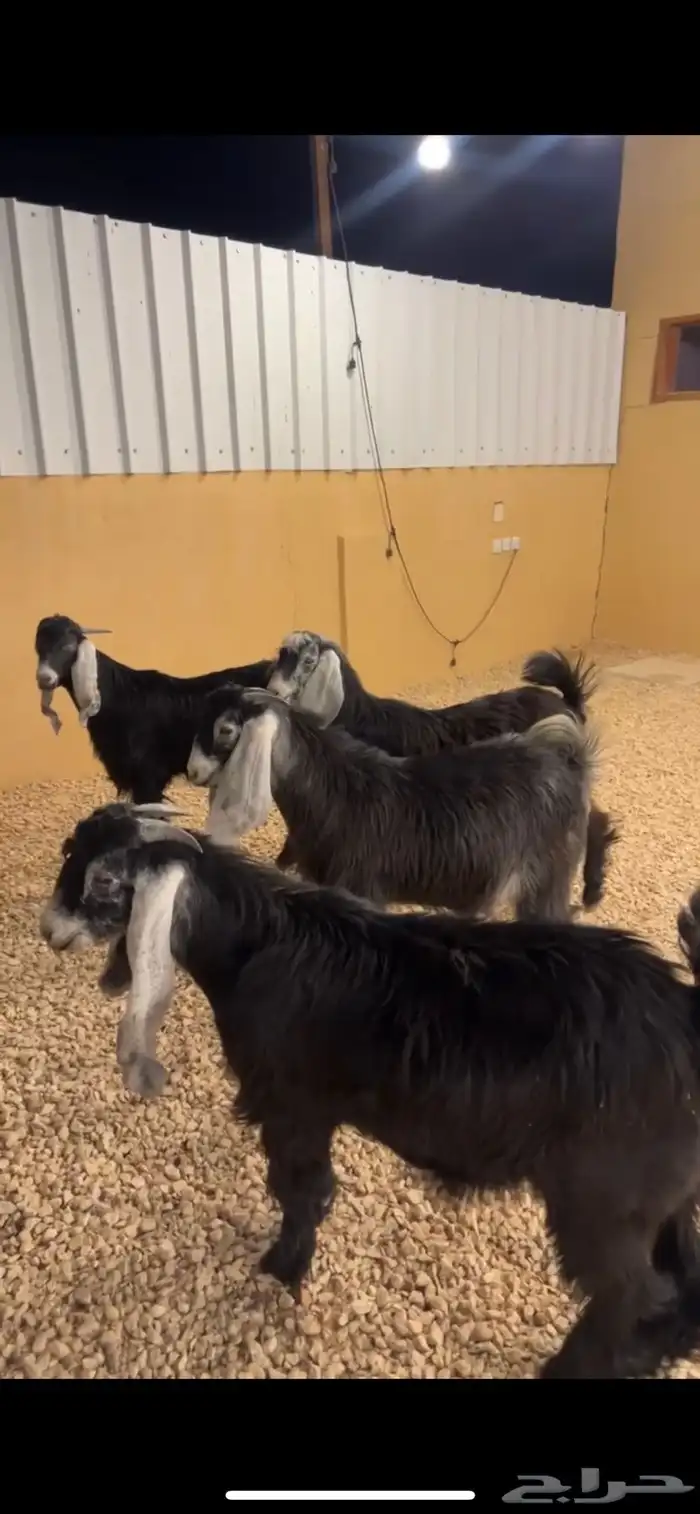 تيوس مخاصي 4