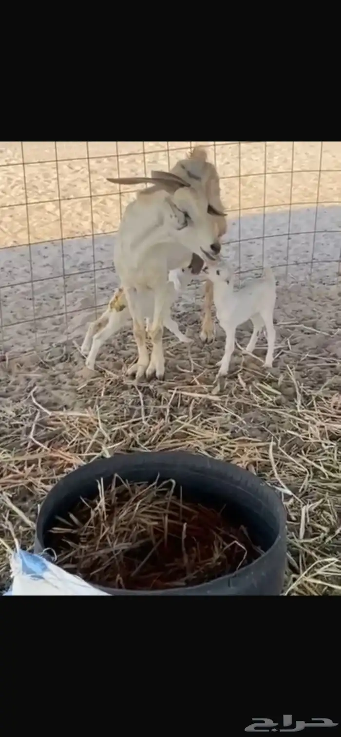 للبيع معزا مواليد 3 تحتها 7 1