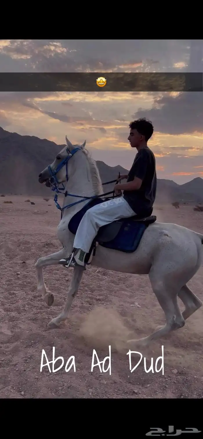 حصان شعبي 8