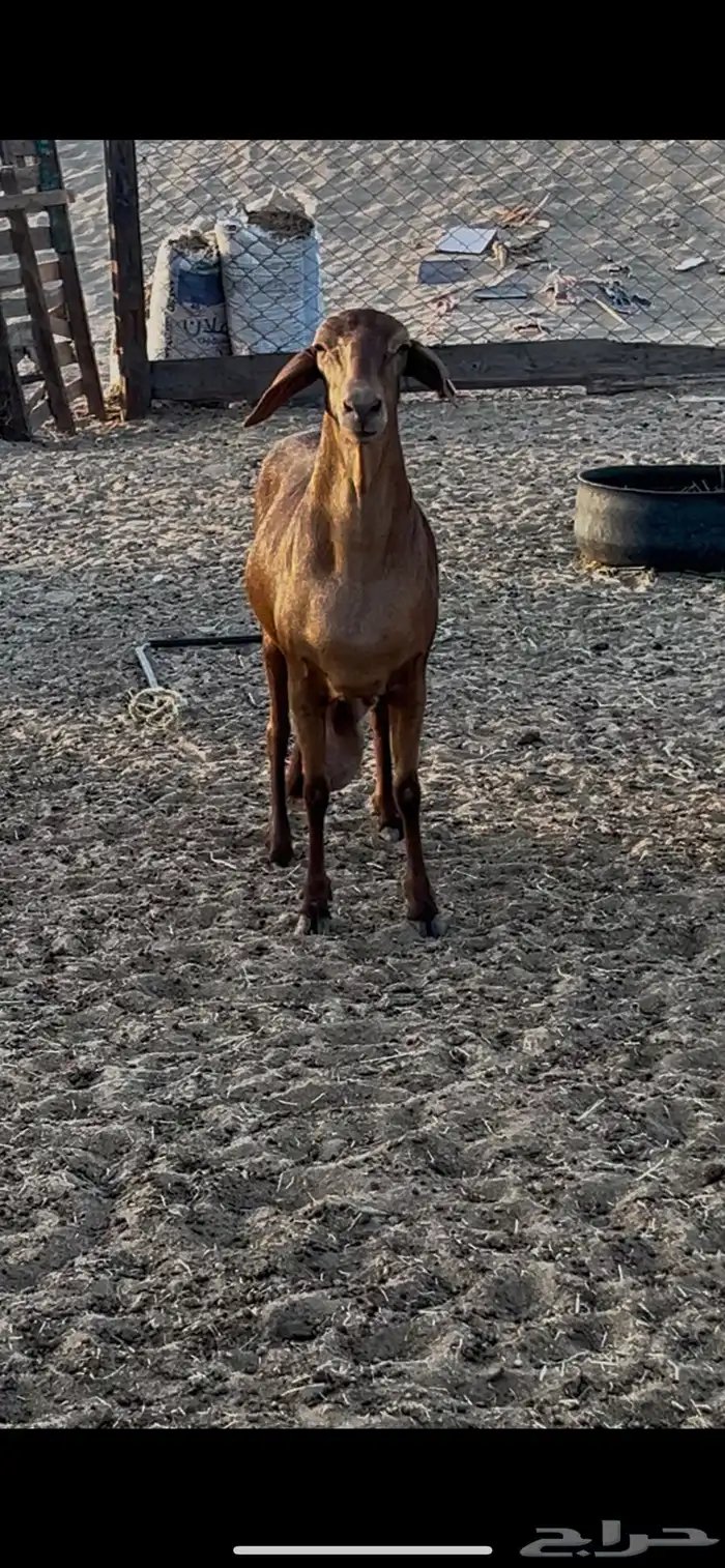 نعجه سواكنيه دافع 5