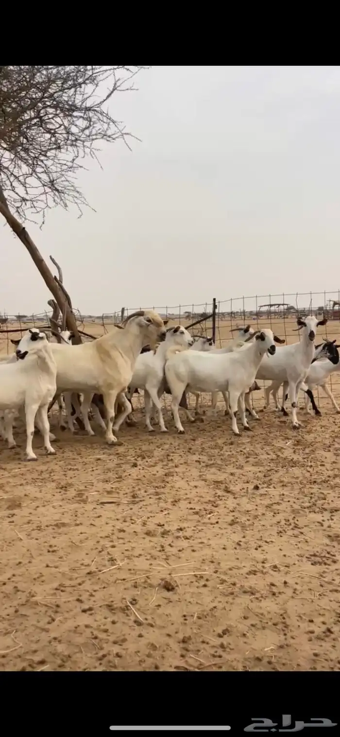 للبيع معزه بيشيات صنف 0