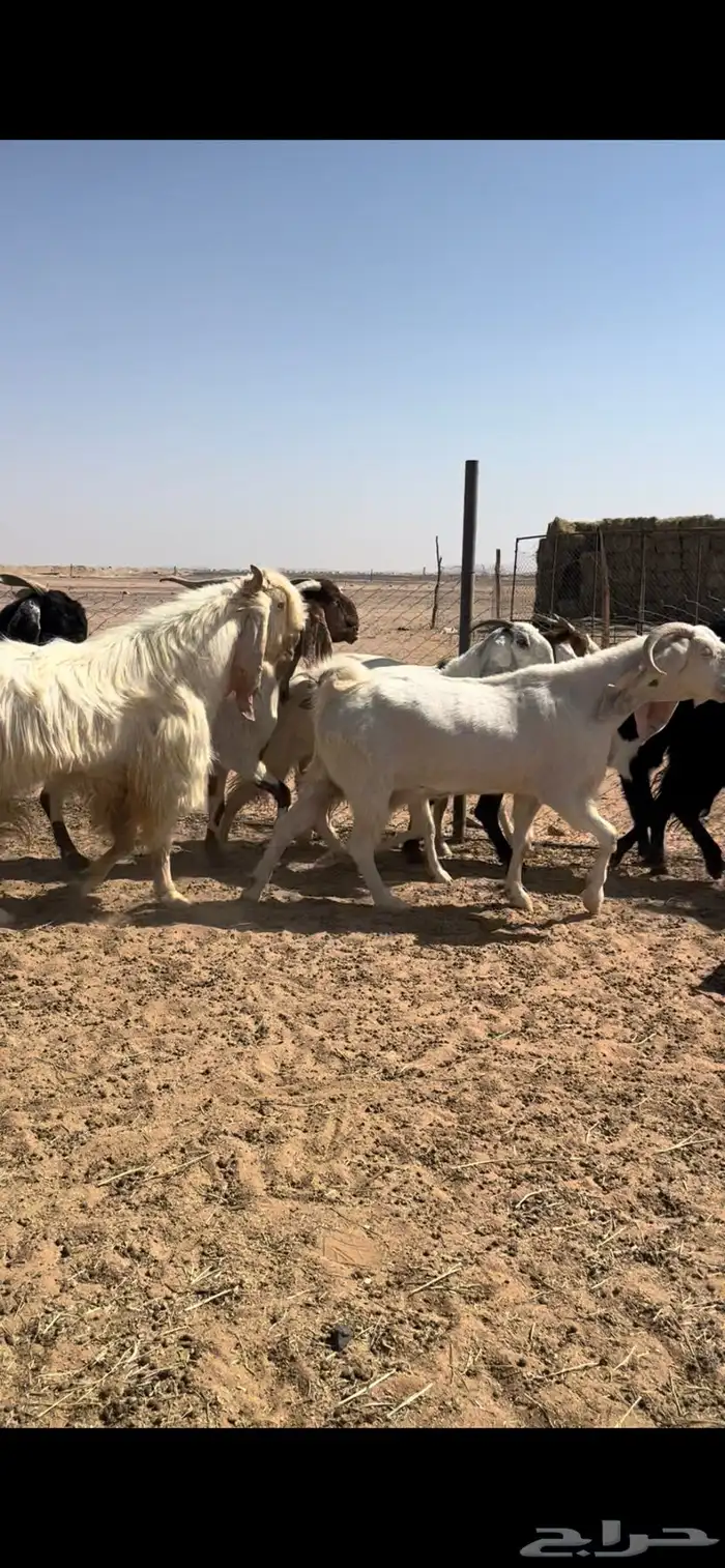 معزا مطورات مضاريع جروم تبارك الله 4