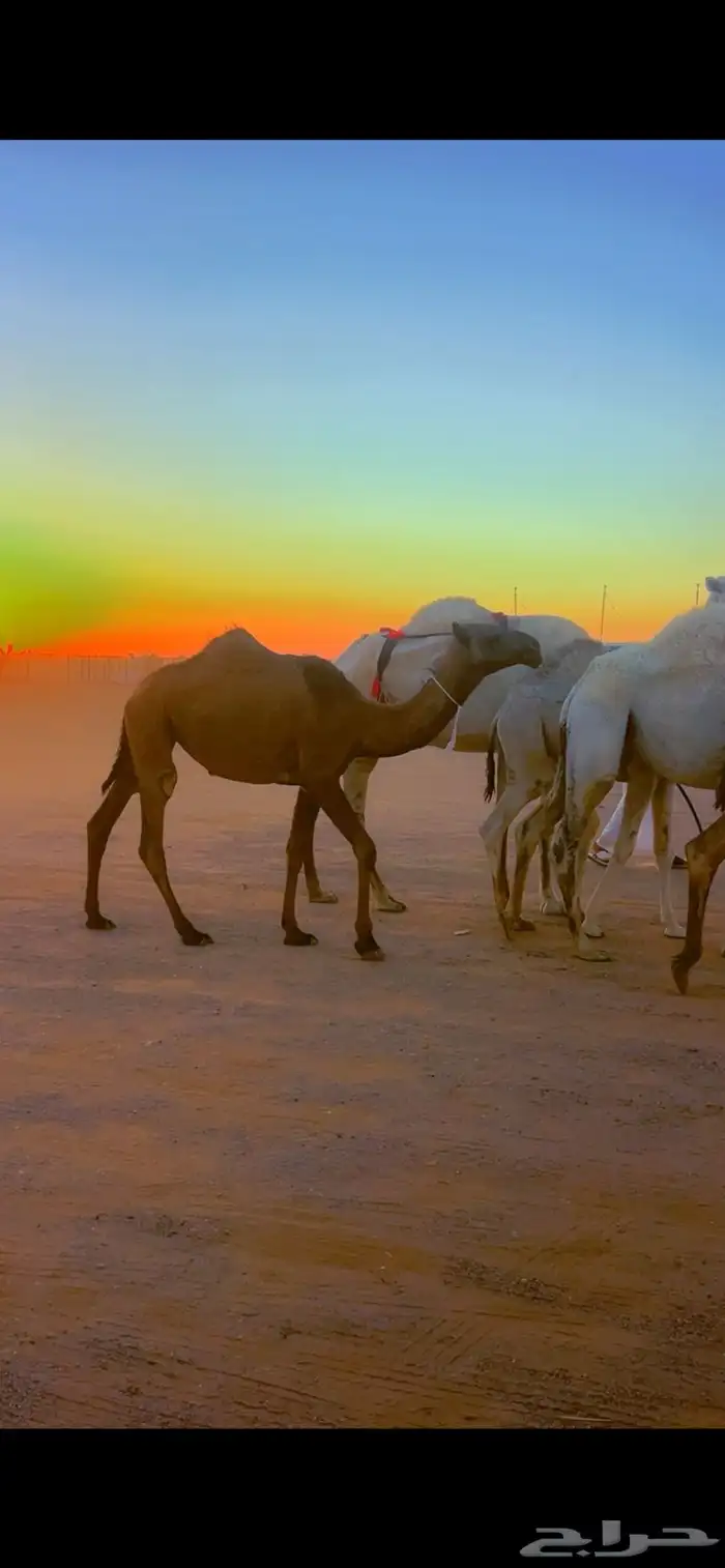 بكره صفراء 1