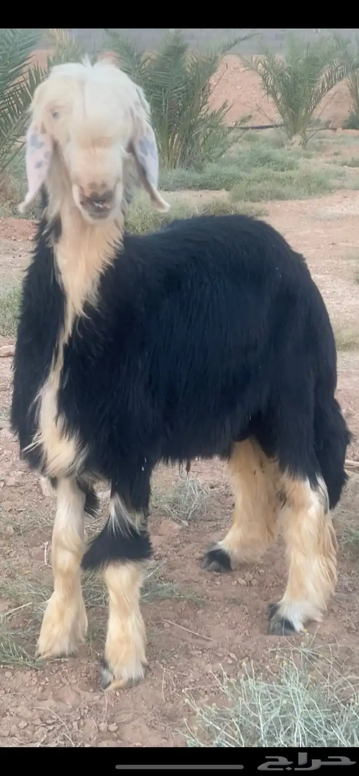 طلي نجدي 6
