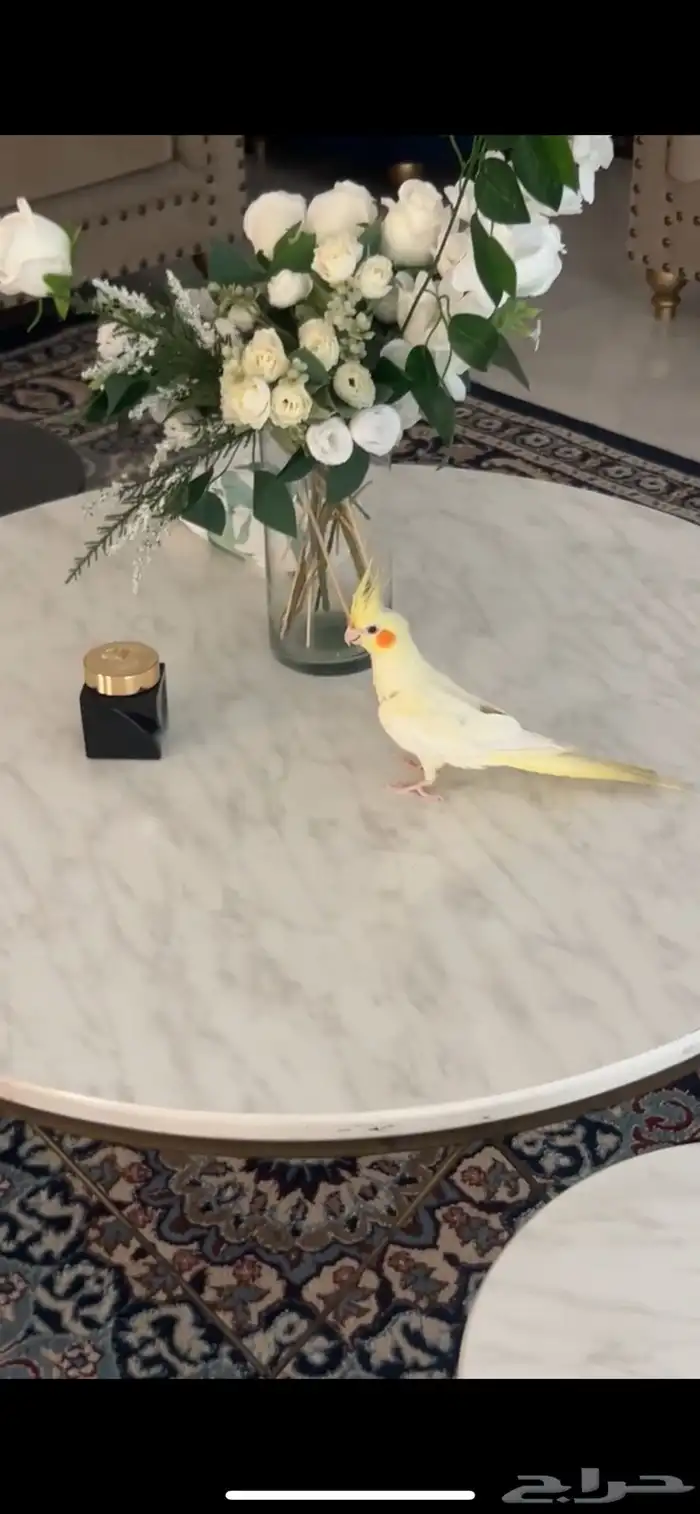 طائر كروان 0