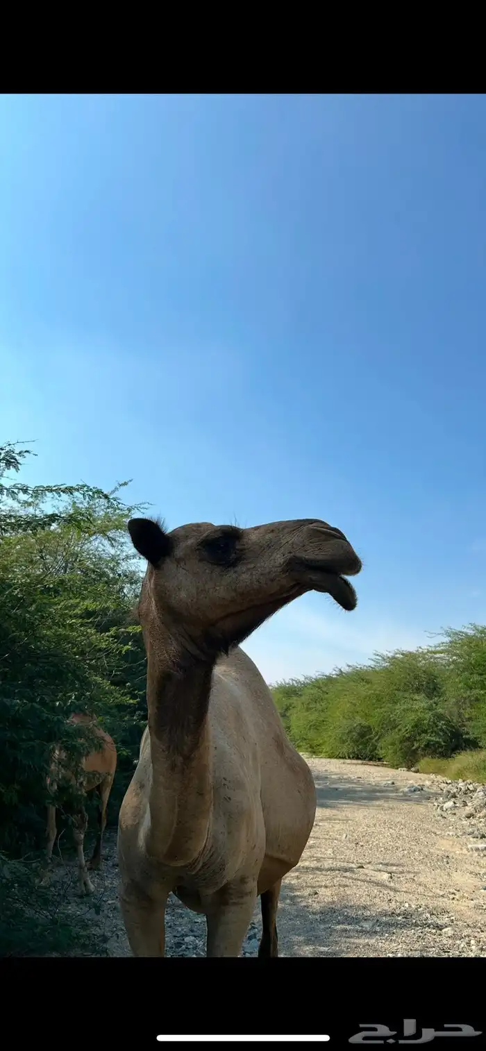 ابل ماشاءالله طيبه 5