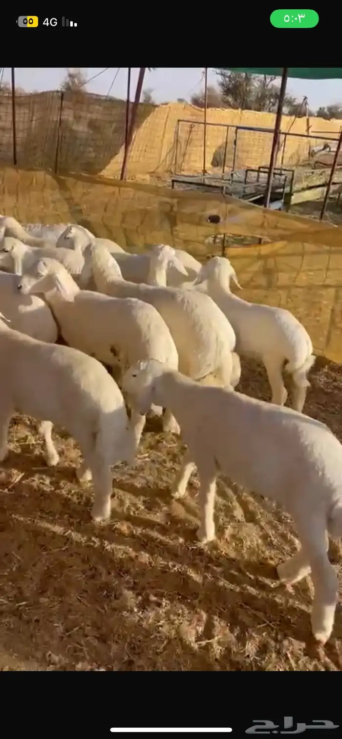 بهم تربيه اطراف وشعره كفو 0